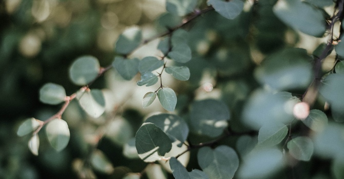 Massage with Cupping